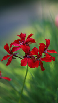 Pelargonie czerwone