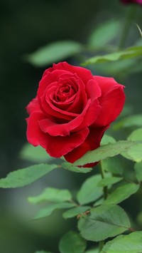 Piękna róża dla ukochanej