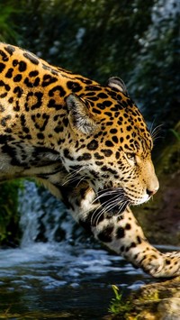 Piękny cętkowany jaguar nad wodą