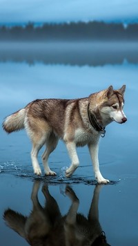 Pies idący po wodzie