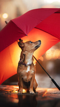 Pies pod parasolem