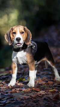 Pies rasy beagle