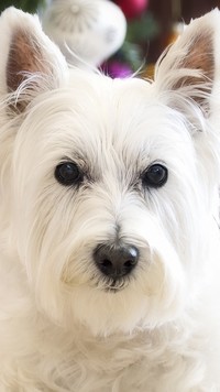 Pies rasy west highland white terrier