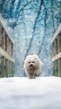 Pies uciekający przed zimą