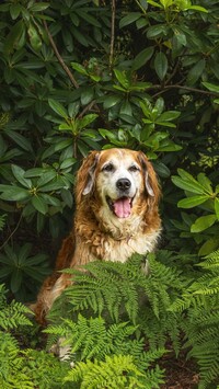 Pies wśród paproci i rododendronów