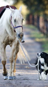 Pies wyprowadzający konia na spacer