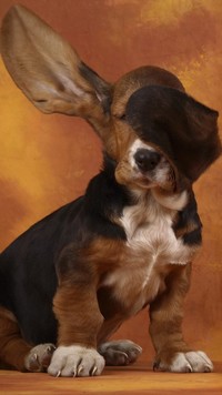 Pies z długimi uszami