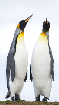 Pingwiny cesarskie