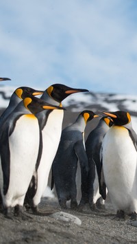 Pingwiny na lądzie