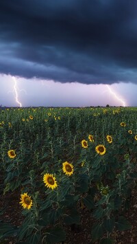 Pioruny nad polem słoneczników