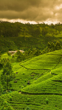 Plantacja herbaty na wzgórzach w Sir Lance