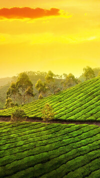 Plantacja herbaty w Indiach