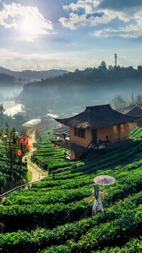 Plantacja herbaty w Tajlandii