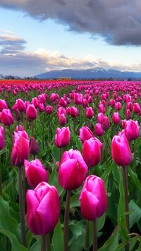 Plantacja różowych tulipanów