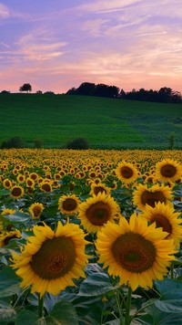 Plantacja słoneczników