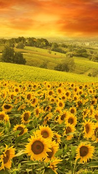 Plantacja słoneczników