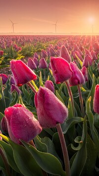 Plantacja tulipanów i wiatraki w tle