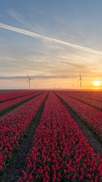 Plantacja tulipanów o wschodzie słońca