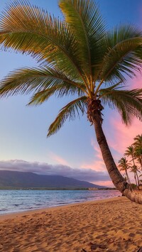 Plaża i palmy na wyspie Maui