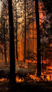 Płonący las