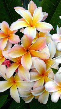 Plumeria