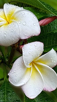 Plumeria biała w kroplach deszczu