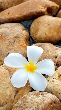 Plumeria na kamieniu