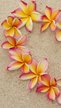 Plumeria na piasku