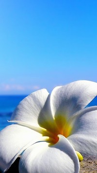 Plumeria na plaży