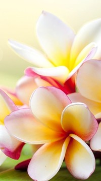 Plumeria