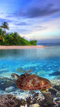 Pływający żółw wodny na rafie