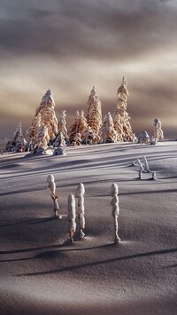 Pochmurne niebo nad ośnieżonymi drzewami