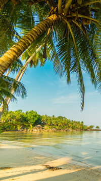 Pochylona palma nad morską plażą