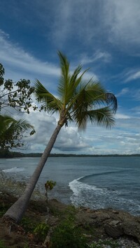 Pochylona palma nad morzem