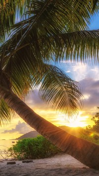 Pochylona palma w słońcu