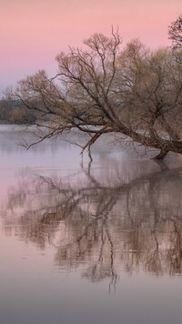Pochylone drzewo nad rzeką Dubna