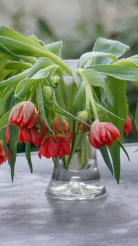 Pochylone tulipany