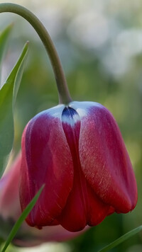Pochylony czerwony tulipan