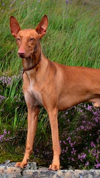 Podenco andaluzyjski