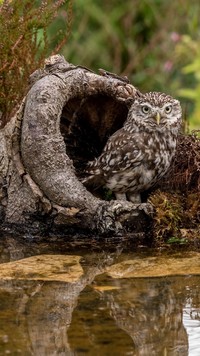 Pójdźka w dziupli nad wodą