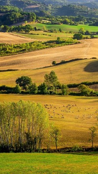 Pola i łąki na wzgórzach