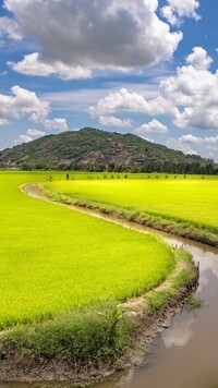 Pola ryżowe na prowincji An Giang