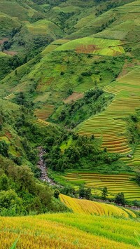 Pola ryżowe na wzgórzach