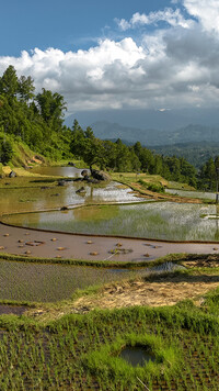 Pola ryżowe w Indonezji