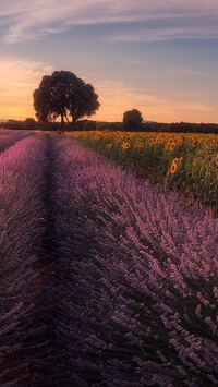 Pole lawendy i słoneczników o poranku