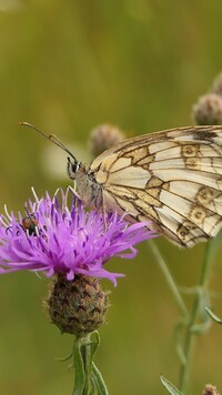 Polowiec szachownica