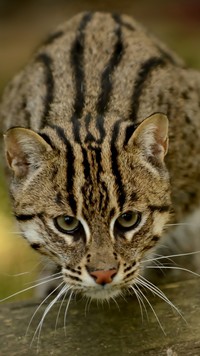 Polujący ocelot