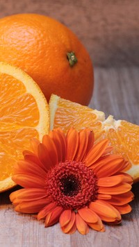 Pomarańcze z gerberą