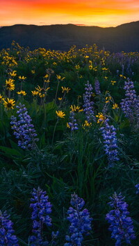 Poranek nad łąką z łubinami i balsamorhizą