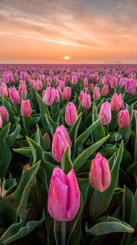 Poranek nad plantacją tulipanów